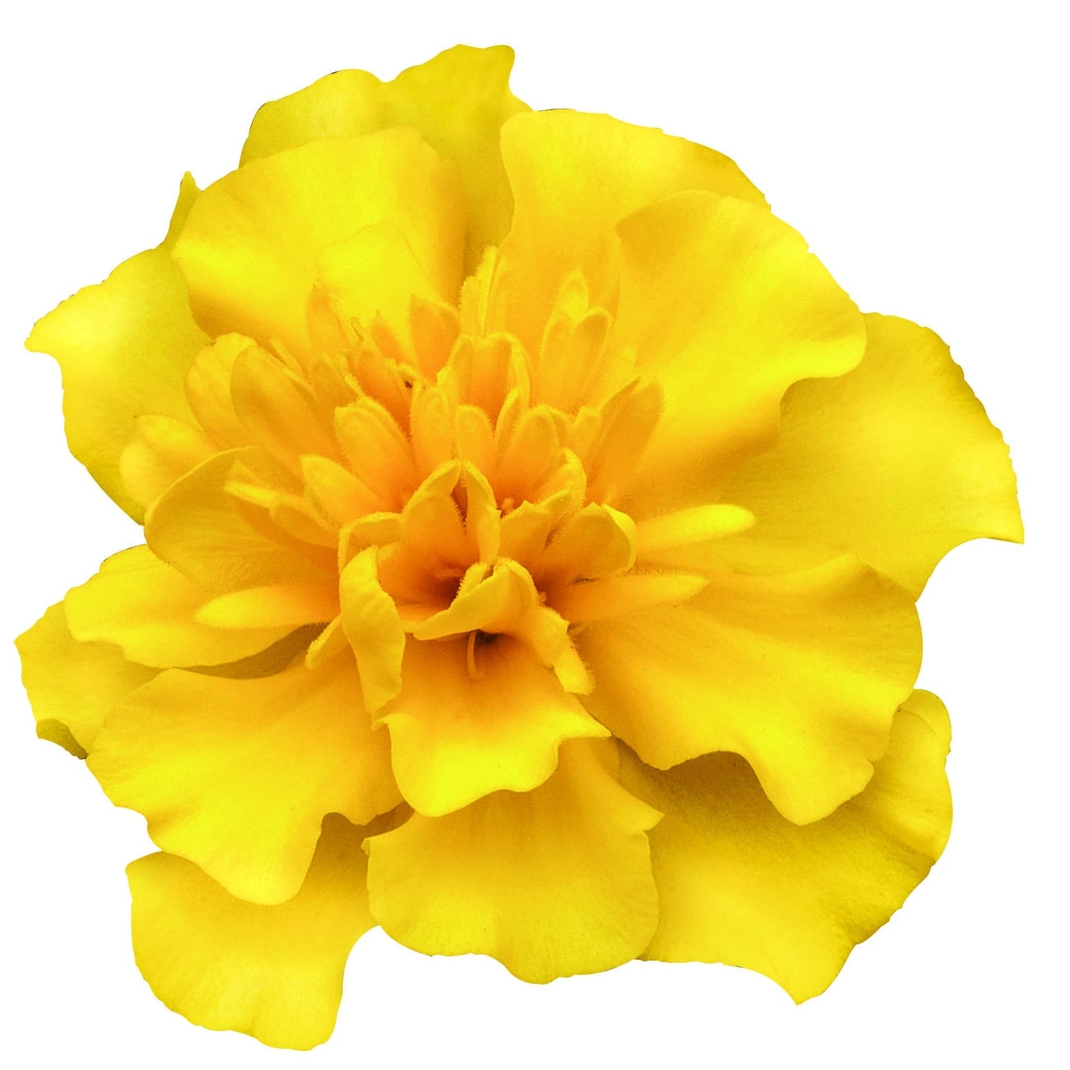 Marigold French, Super Hero™ Yellow Marigold French, Super Hero™ Yellow